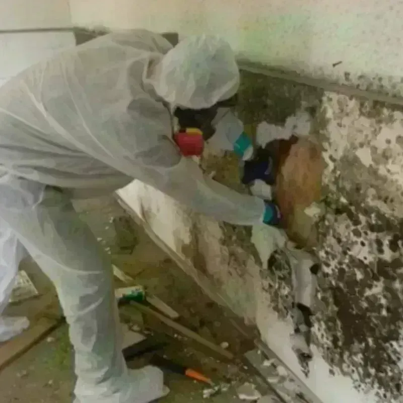 Mold Remediation and Removal in Culver, IN